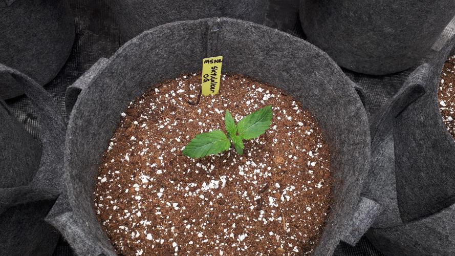 MSNL SEEDS = SKYWALKER OG. Week 2