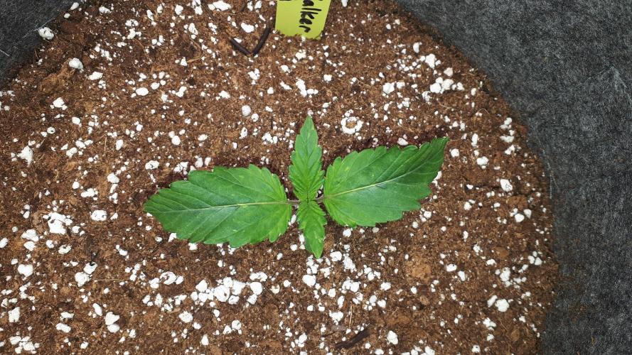 MSNL SEEDS = SKYWALKER OG. Week 2