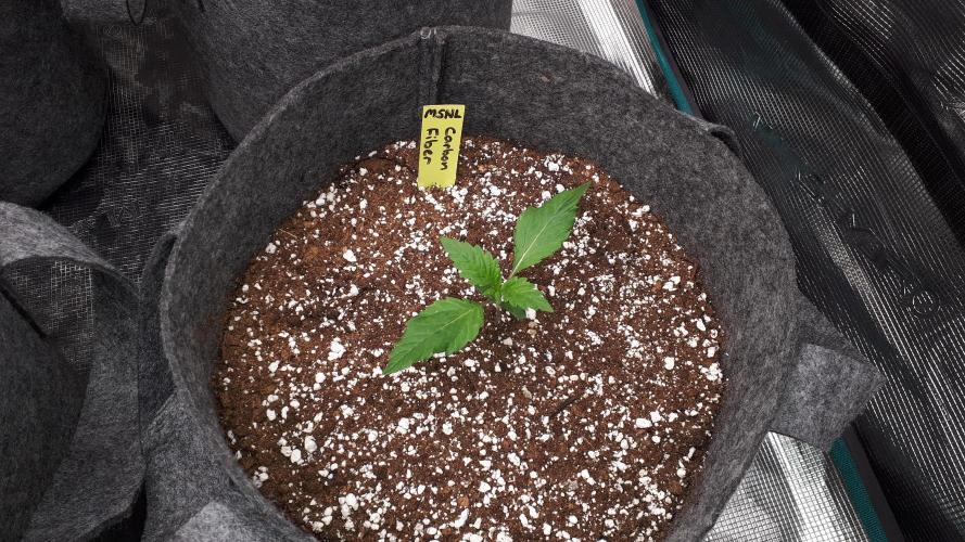 MSNL SEEDS = CARBON FIBER. Week 2