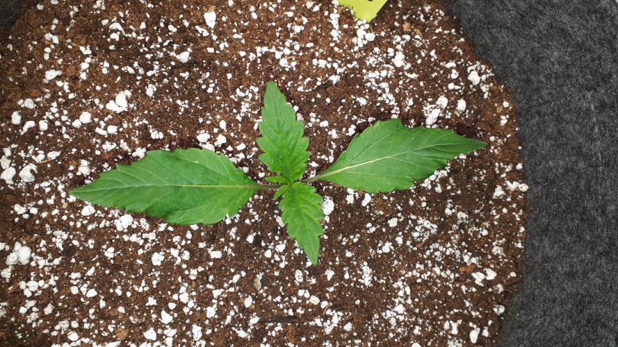 MSNL SEEDS = CARBON FIBER. Week 2