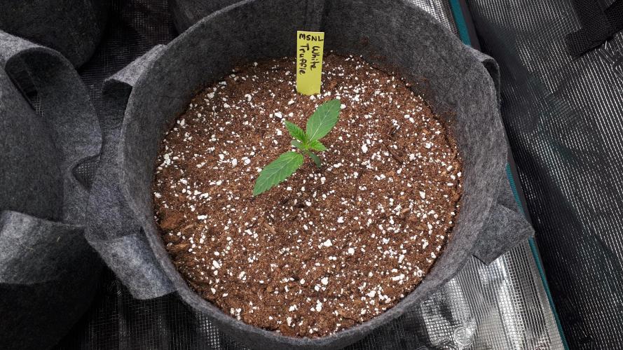 MSNL SEEDS = WHITE TRUFFLE. Week 2