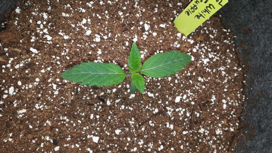 MSNL SEEDS = WHITE TRUFFLE. Week 2
