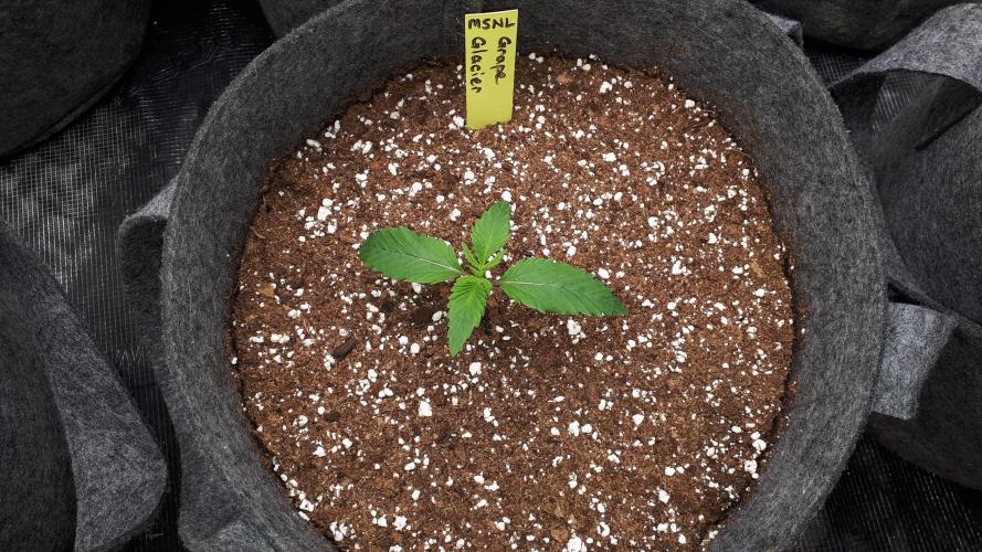 MSNL SEEDS = GRAPE GLACIER. Week 2