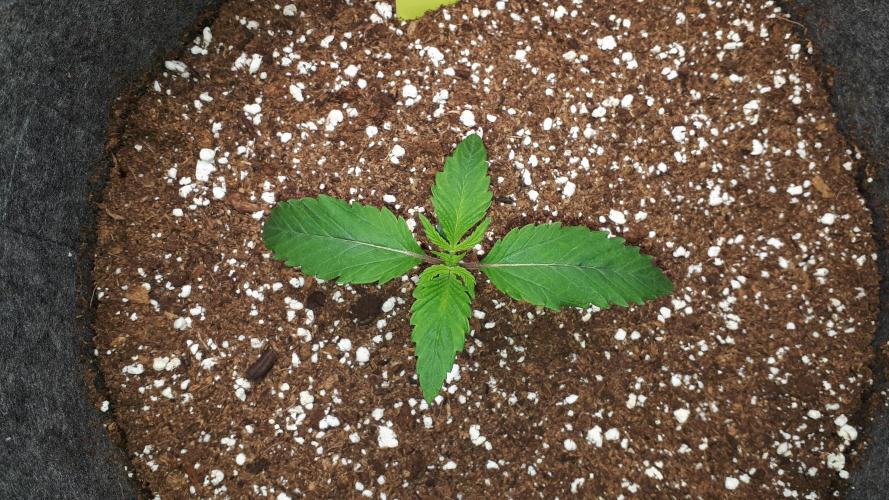 MSNL SEEDS = GRAPE GLACIER. Week 2