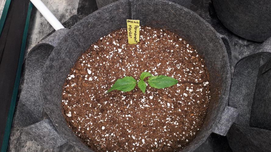 MSNL SEEDS = PERMANENT MARKER. Week 2
