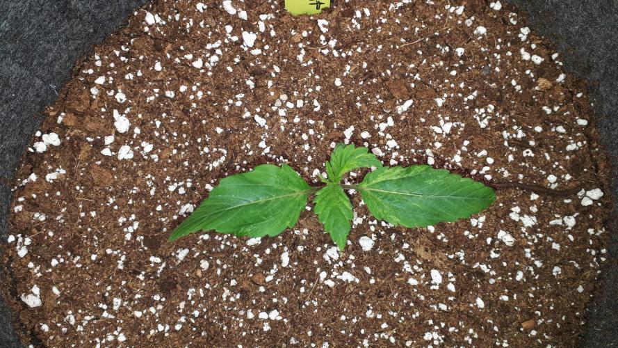 MSNL SEEDS = PERMANENT MARKER. Week 2