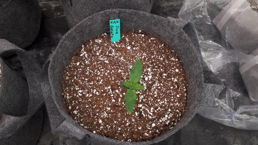 KANNABIA SEEDS = PINK GELATO. Week 2