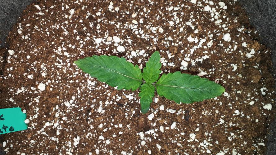 KANNABIA SEEDS = PINK GELATO. Week 2