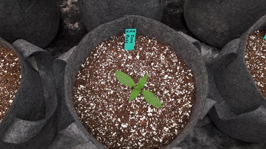 KANNABIA SEEDS = ZOAP ROSE. Week 2
