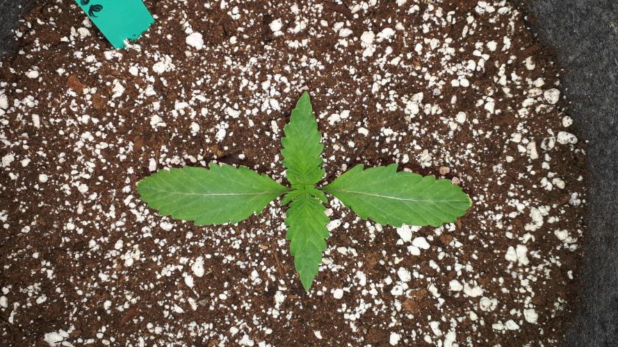 KANNABIA SEEDS = ZOAP ROSE. Week 2