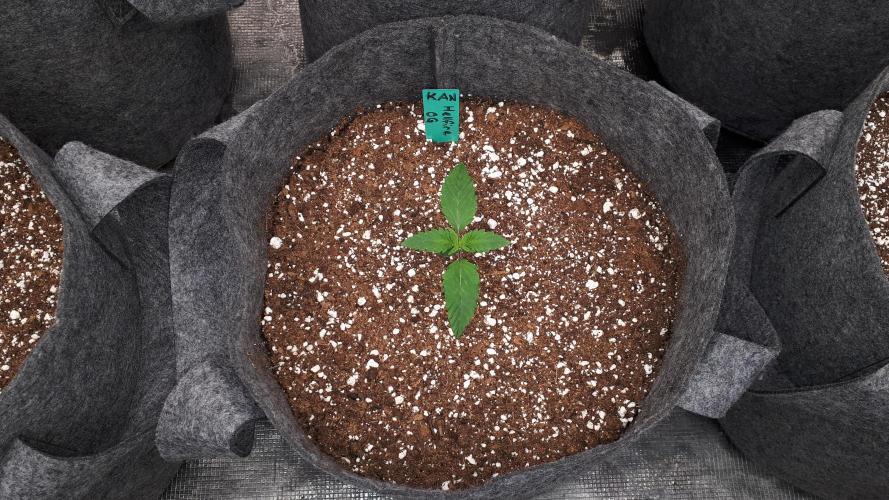 KANNABIA SEEDS = HELLFIRE OG. Week 2