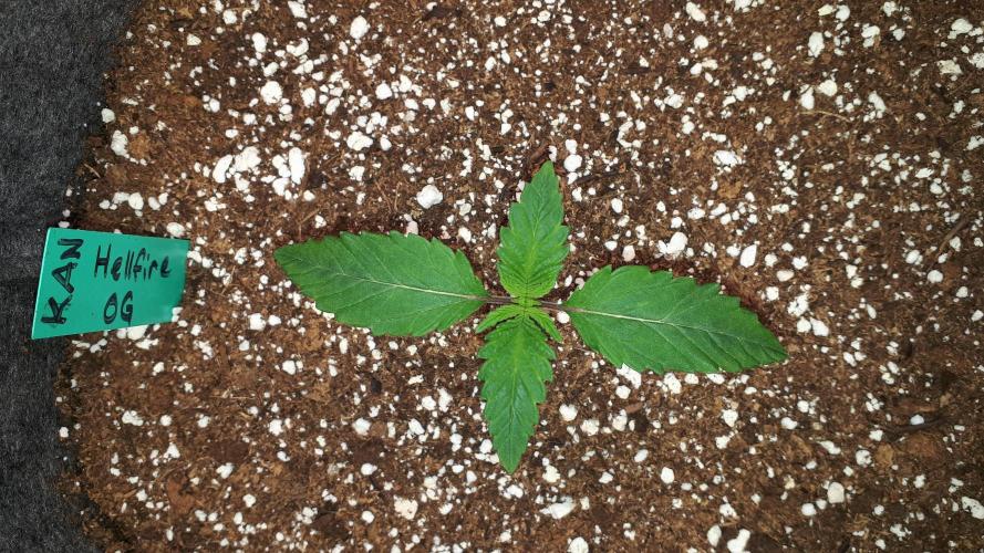KANNABIA SEEDS = HELLFIRE OG. Week 2