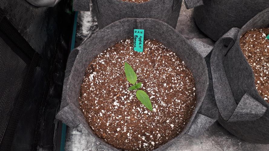 KANNABIA SEEDS = APPLE AND BANANAS. Week 2