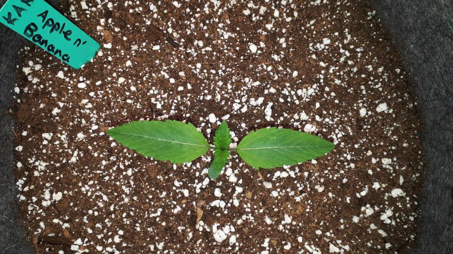 KANNABIA SEEDS = APPLE AND BANANAS. Week 2