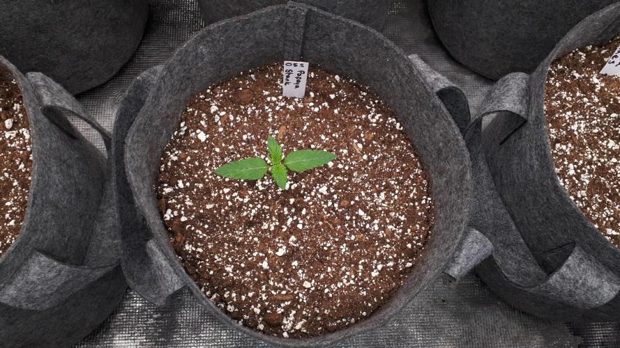 ORIGINAL SENSIBLE = PAPAYA STANK. Week 2