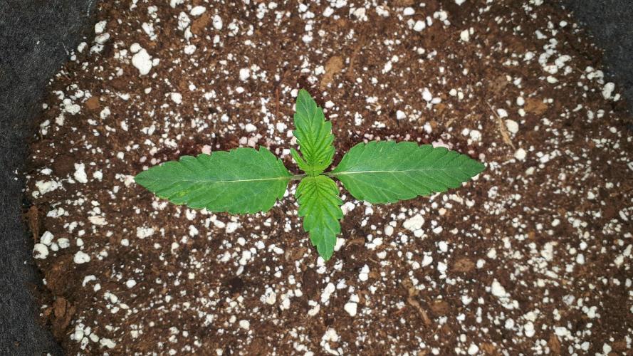 ORIGINAL SENSIBLE = PAPAYA STANK. Week 2