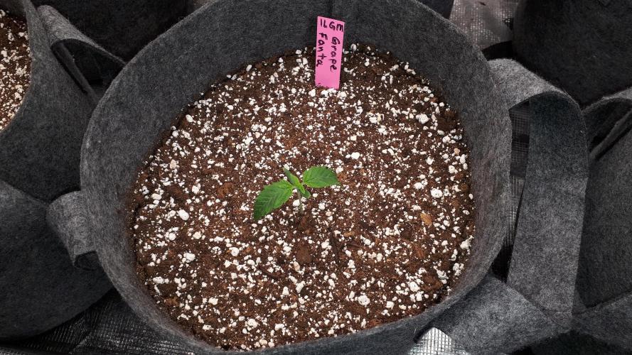 ILGM = GRAPE FANTA. Week 2