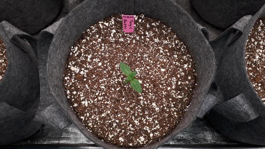 ILGM = TANGIE QUEEN. Week 2