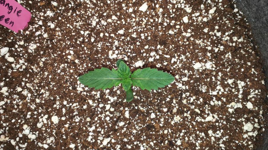 ILGM = TANGIE QUEEN. Week 2