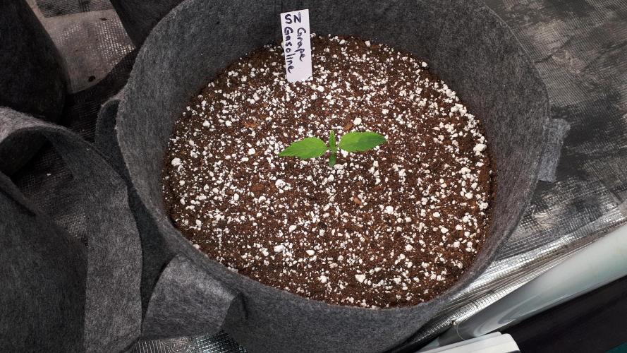 SUPERNATURAL SEEDS = GRAPE GASOLINE. Week 2