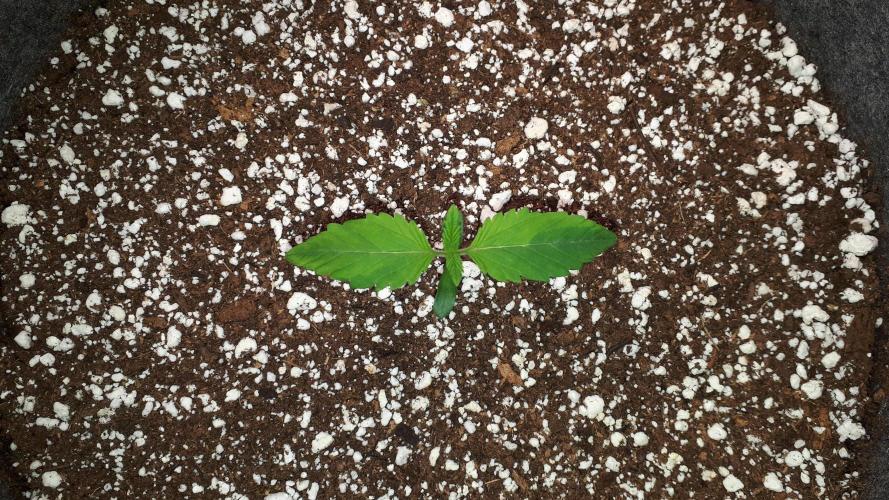 SUPERNATURAL SEEDS = GRAPE GASOLINE. Week 2