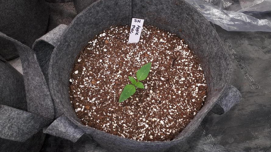 SUPERNATURAL SEEDS = APPLE MAC. Week 2