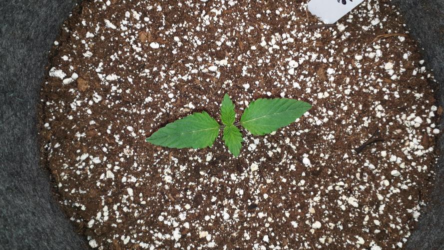 SUPERNATURAL SEEDS = APPLE MAC. Week 2