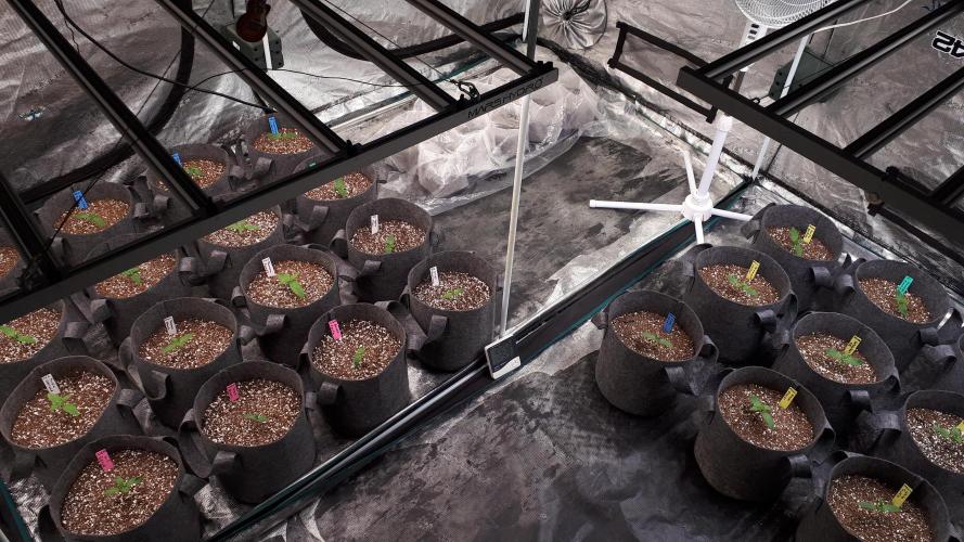 SUPERNATURAL SEEDS = APPLE MAC. Week 2