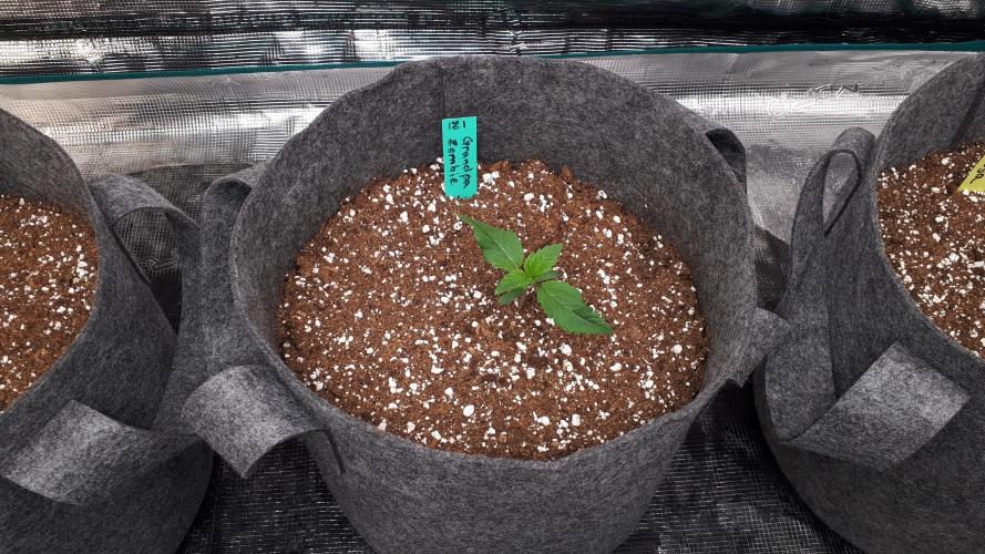 IZI SEEDS = GRANDPA ZOMBIE. Week 2