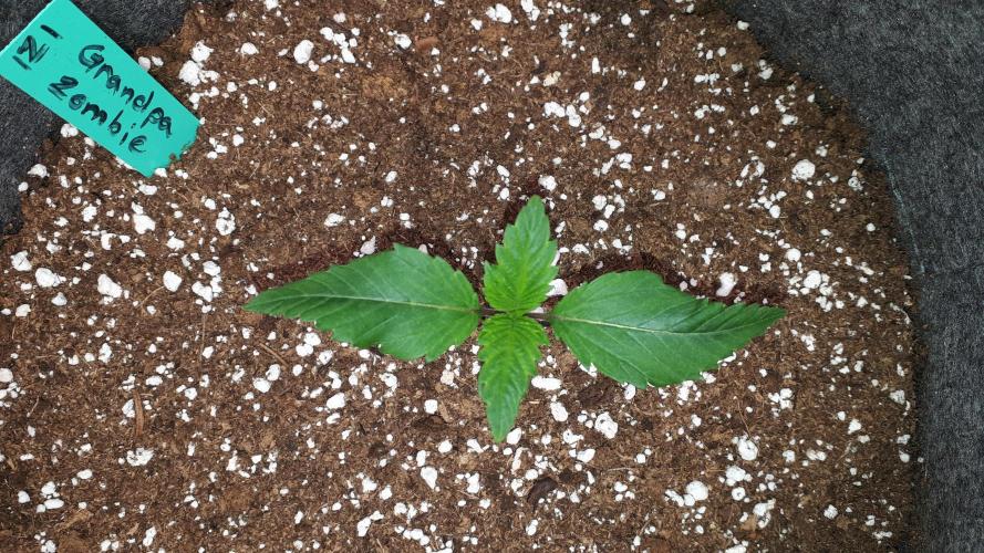 IZI SEEDS = GRANDPA ZOMBIE. Week 2