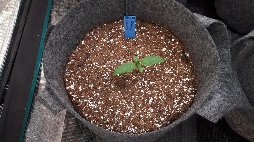 UKHTA SEEDS = CANDY HOUSE. Week 2