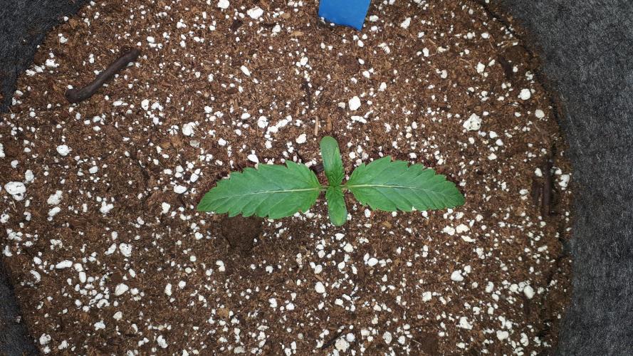 UKHTA SEEDS = CANDY HOUSE. Week 2