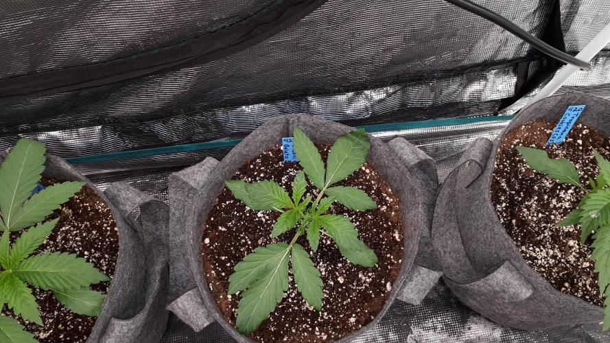 420 FASTBUDS = BISCOTTI GELATO. Week 3
