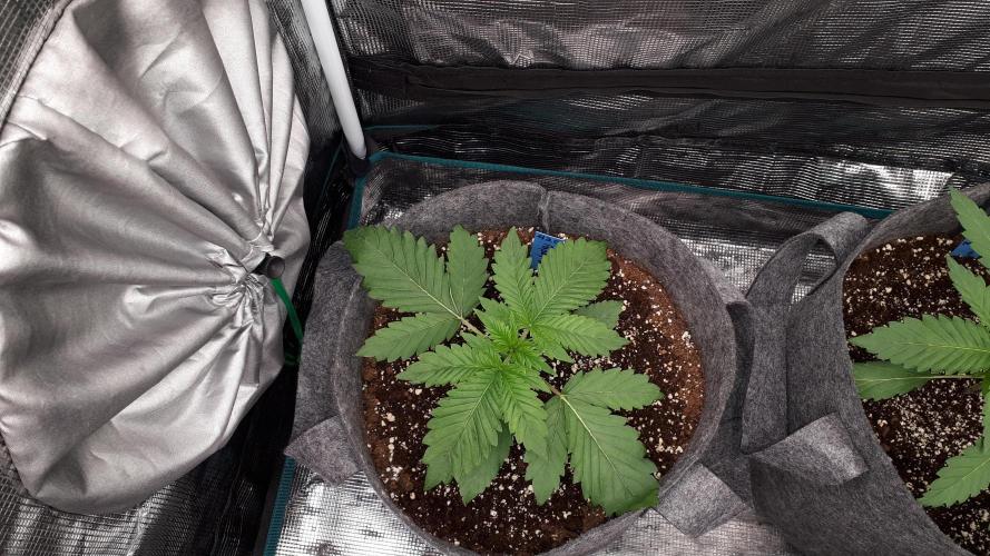 420 FASTBUDS = PAPAYTON. Week 3