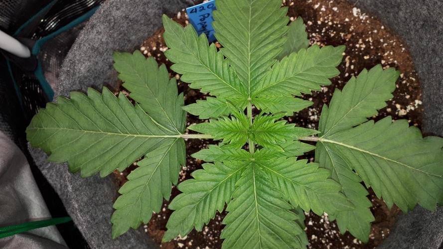 420 FASTBUDS = PAPAYTON. Week 3