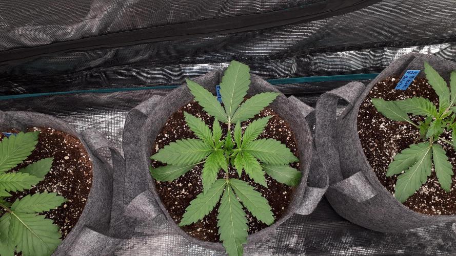 420 FASTBUDS = LEMON CHERRY RUNTZ. Week 3