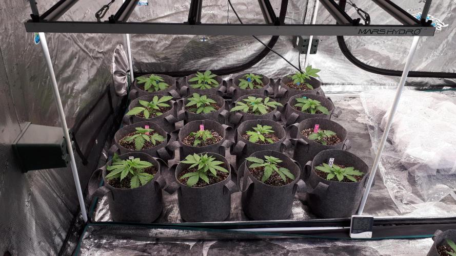 420 FASTBUDS = LEMON CHERRY RUNTZ. Week 3