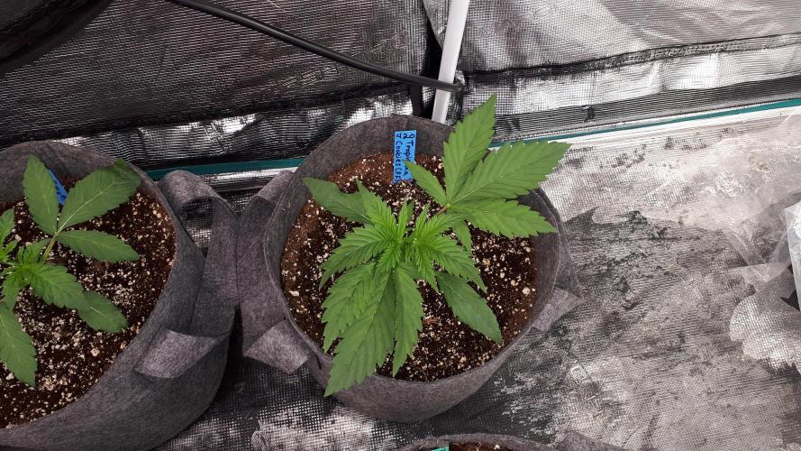 420 FASTBUDS = TROPICANA COOKIES FF. Week 3