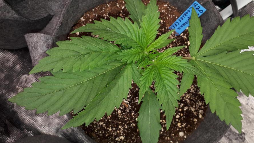 420 FASTBUDS = TROPICANA COOKIES FF. Week 3