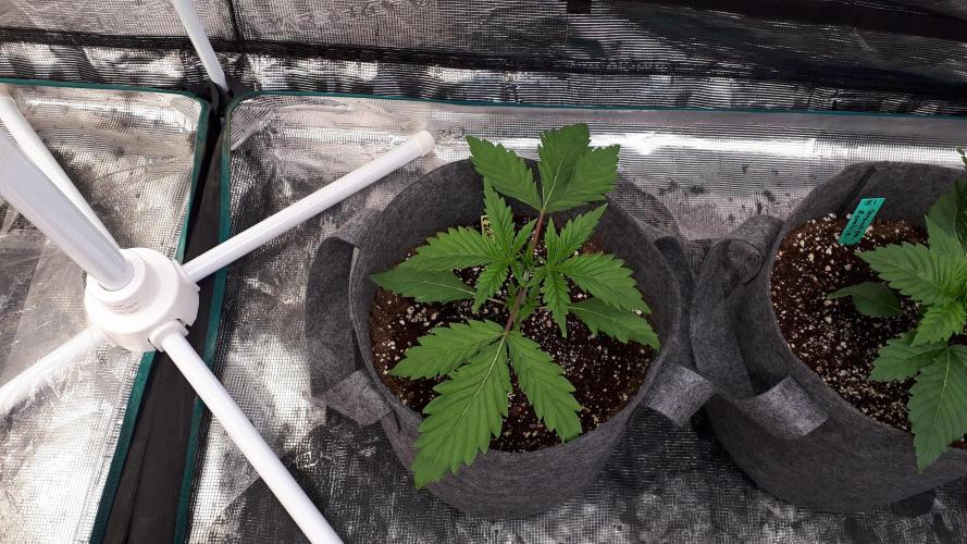 MSNL SEEDS = GORILLA ZKITTLES. Week 3