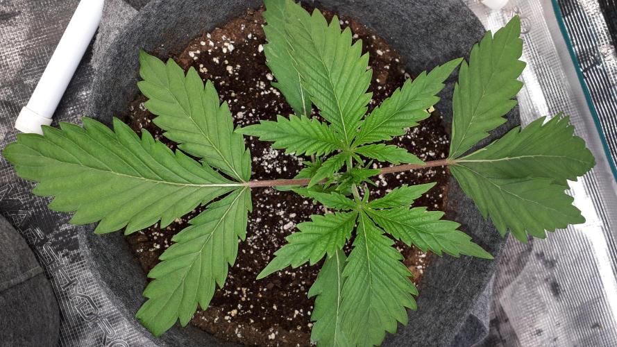 MSNL SEEDS = GORILLA ZKITTLES. Week 3