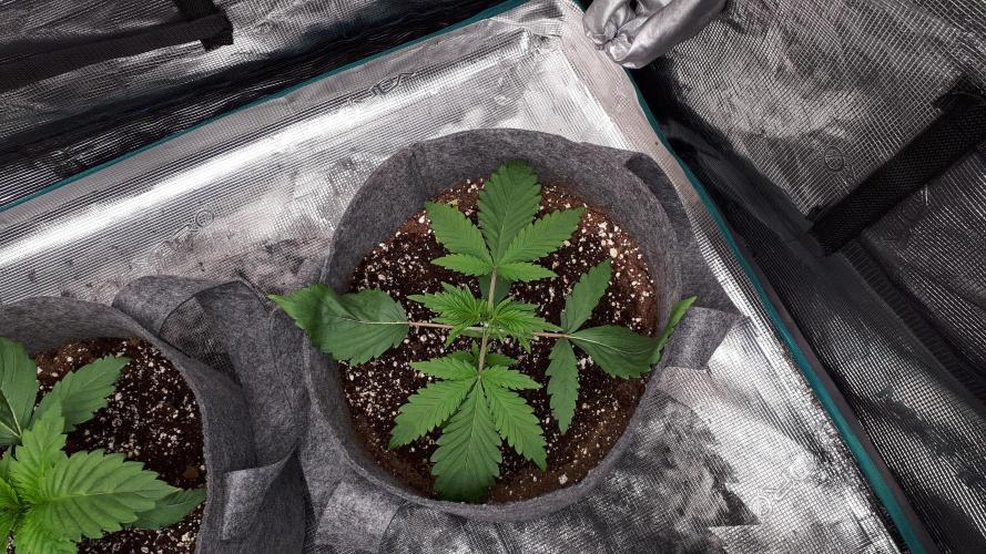 MSNL SEEDS = MIMOSA. Week 3