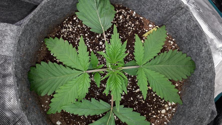 MSNL SEEDS = MIMOSA. Week 3