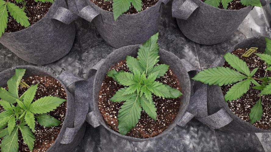 MSNL SEEDS = SKYWALKER OG. Week 3