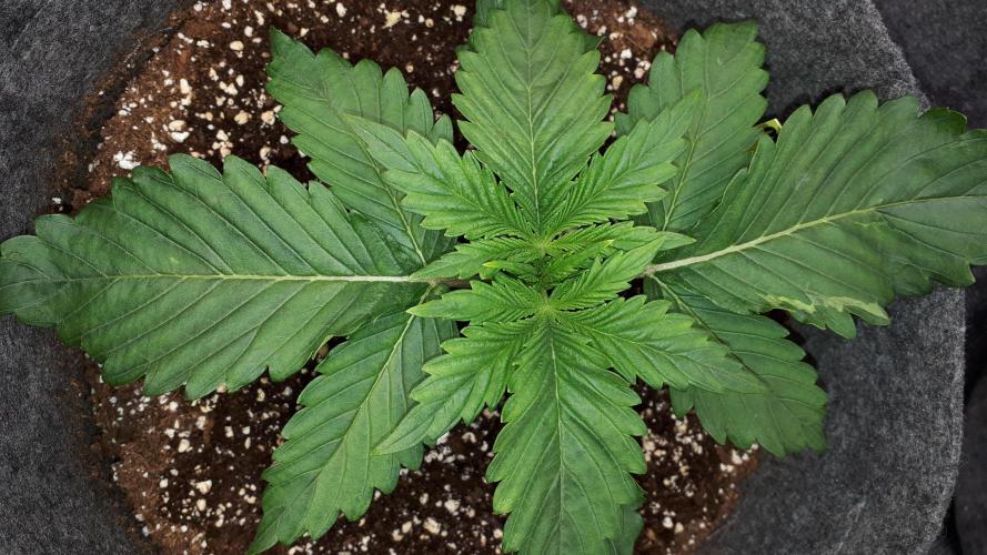 MSNL SEEDS = SKYWALKER OG. Week 3