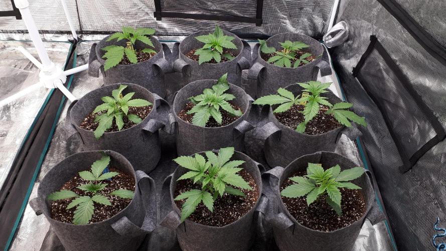 Skywalker OG. Week 3