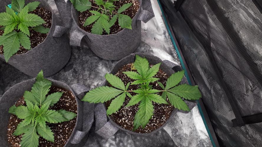 MSNL SEEDS = CARBON FIBER. Week 3