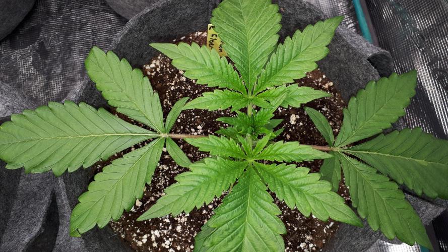 MSNL SEEDS = CARBON FIBER. Week 3