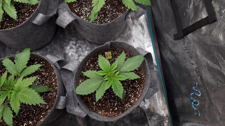 MSNL SEEDS = WHITE TRUFFLE. Week 3