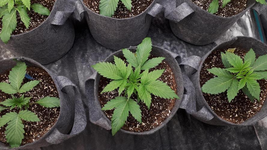 MSNL SEEDS = GRAPE GLACIER. Week 3